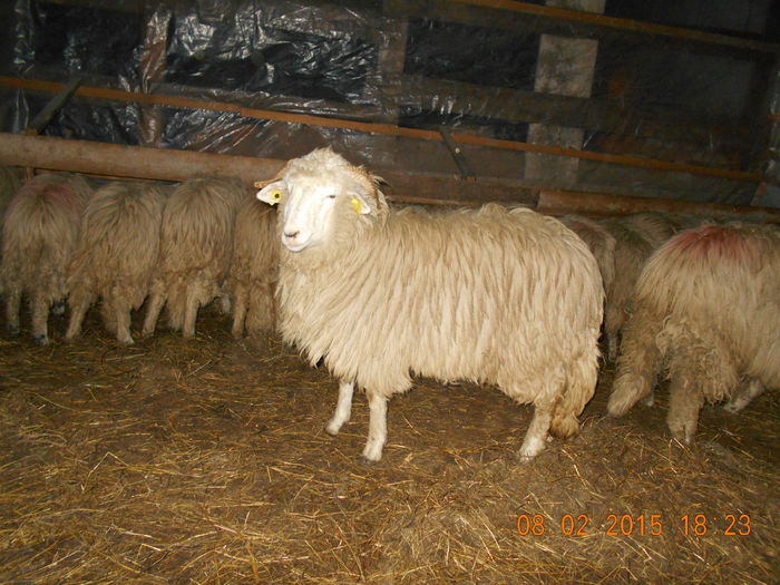 DSCN0808 - Mielute 2014-2015