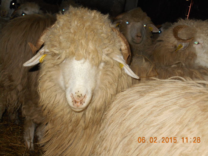 DSCN0727 - Mielute 2014-2015