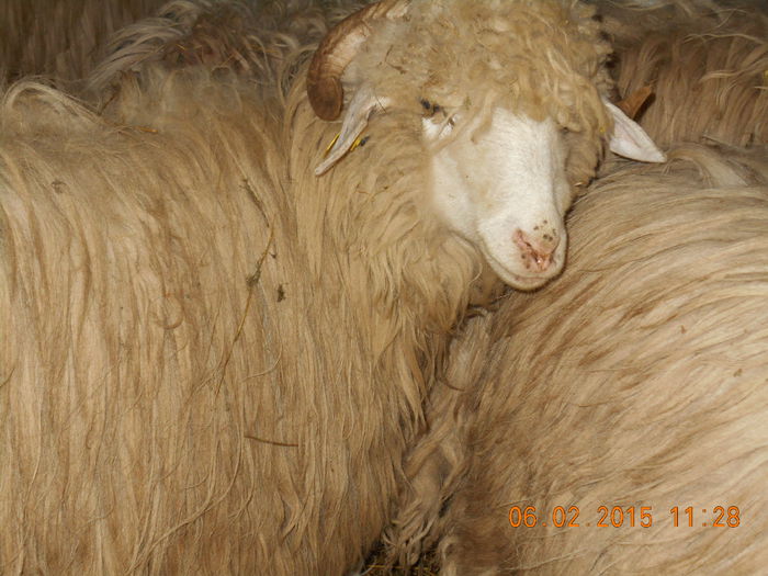 DSCN0728 - Mielute 2014-2015