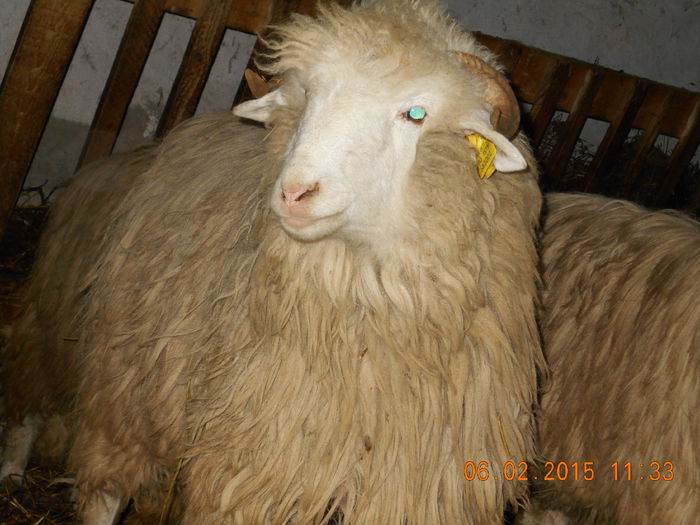 DSCN0735 - Mielute 2014-2015