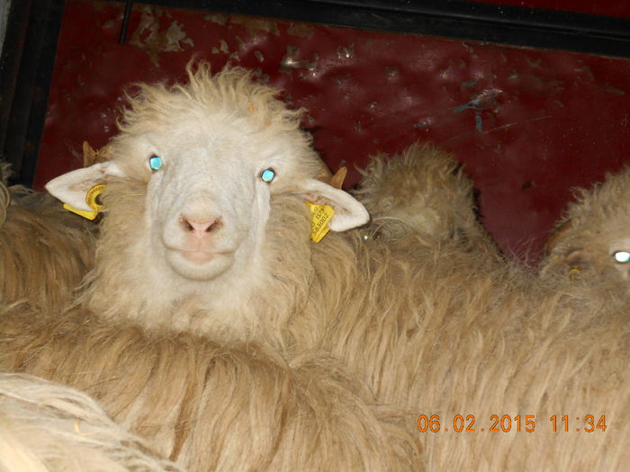 DSCN0737 - Mielute 2014-2015