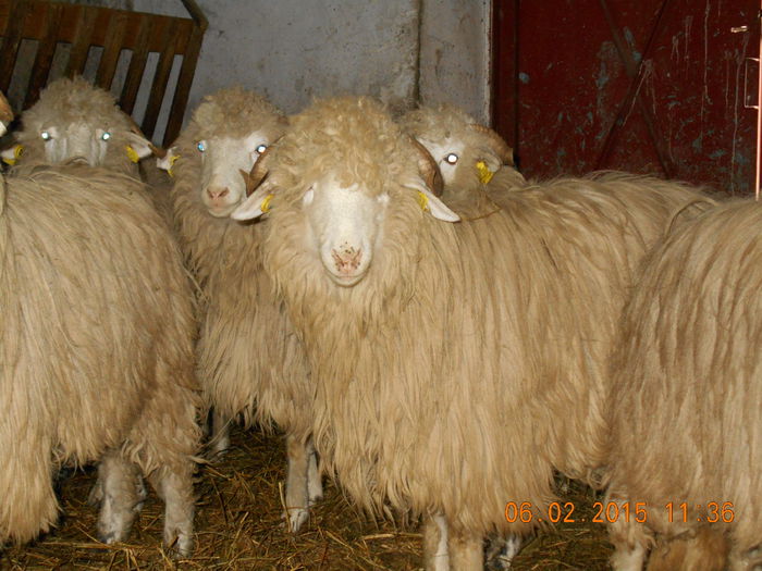 DSCN0742 - Mielute 2014-2015