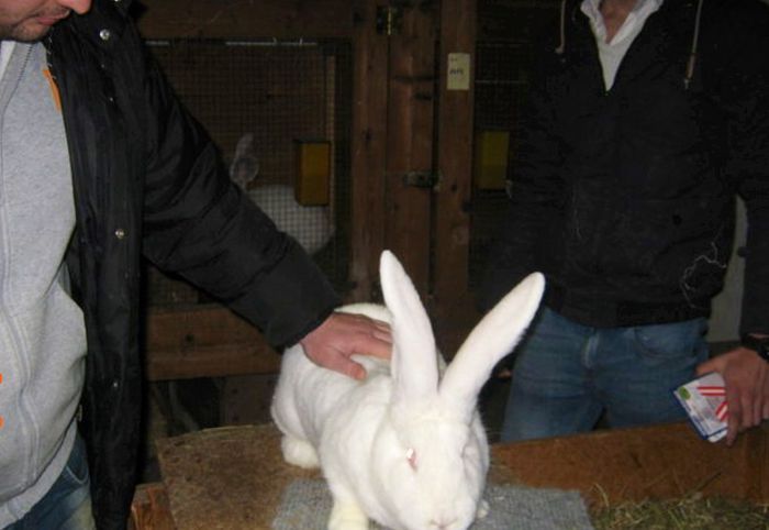 E54 146 ( F ) Mahringer Franz