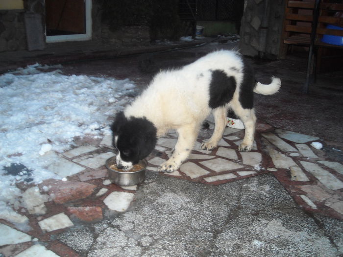 Bella 3 luni