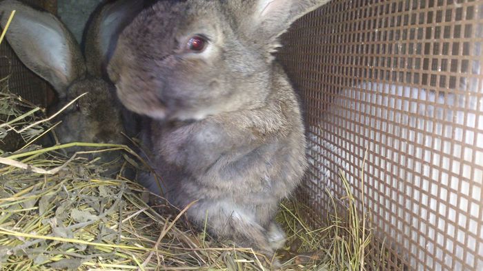 10756636_1527489317492545_1398461231_o