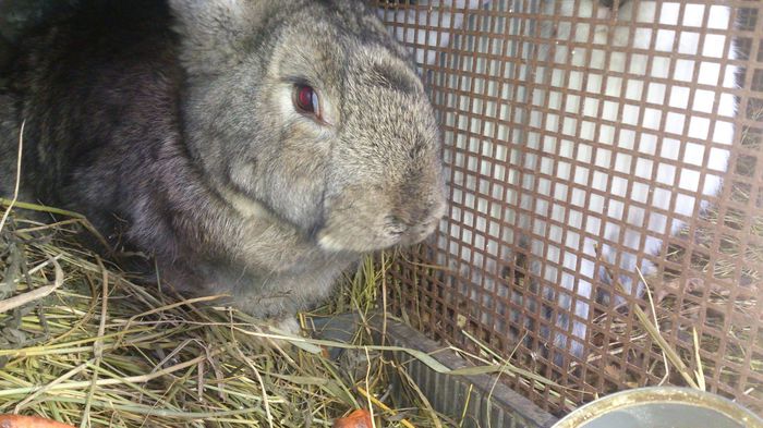 10807714_1527489324159211_1532169891_o