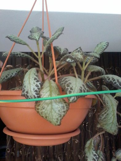 9.02.2015 - Episcia - flori de la Florentina Fontanini