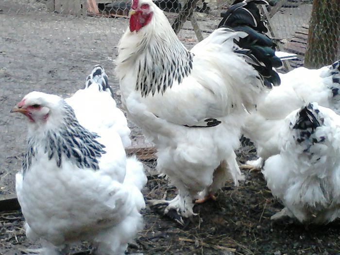 DSC_0479 - BRAHMA 2015