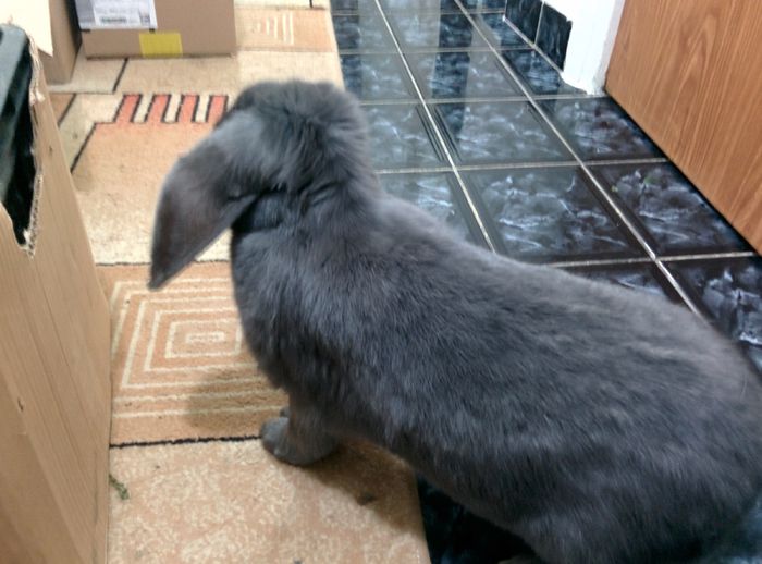 Doamna Berbec German (Rebeka); Ea Este Rebeka ,vinzatorul zice ca are 6 luni
