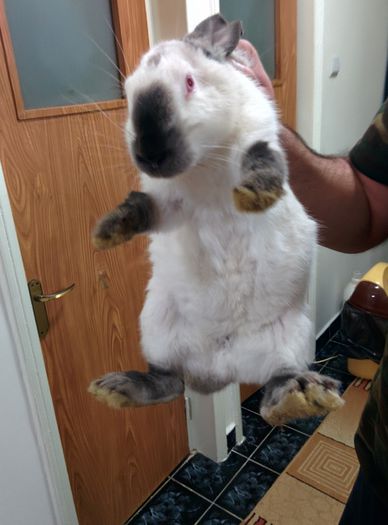 Californian M   1 an