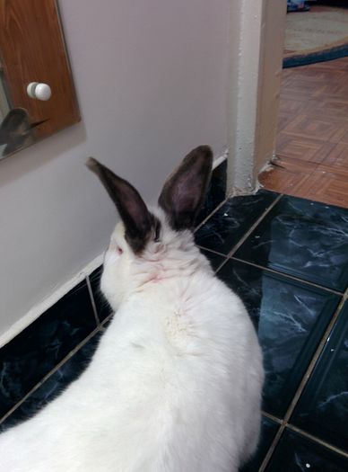 Tot Mr California (Boris); Exploreaza .Pe Mr California am descis sa-l numim Boris chiar daca nu este rus
