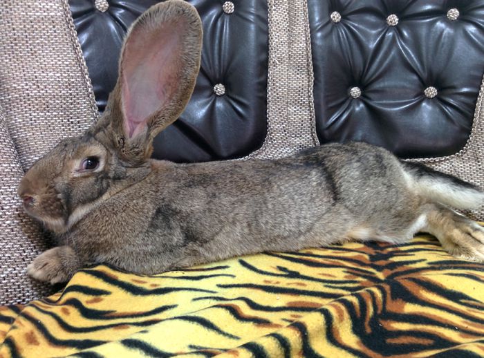 Dna Helga Uriasa de Germania; Rasfat pe canapea
