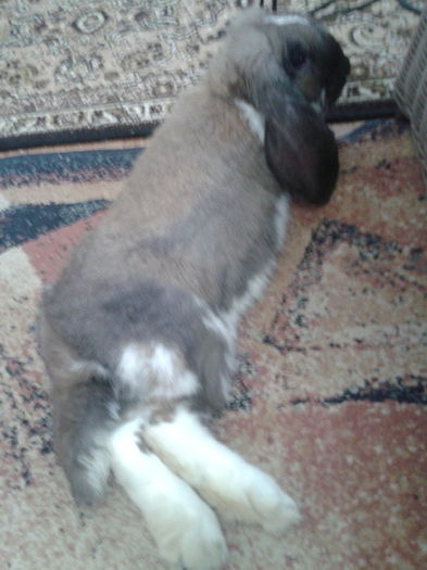 Iohanis Camuflat pe covor