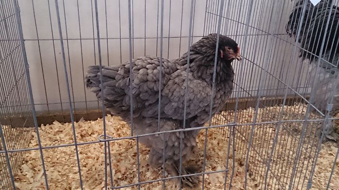 DSC_0257 - Expo Stefanesti 28-1 02 2015