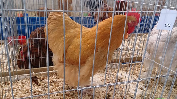 DSC_0287 - Expo Stefanesti 28-1 02 2015