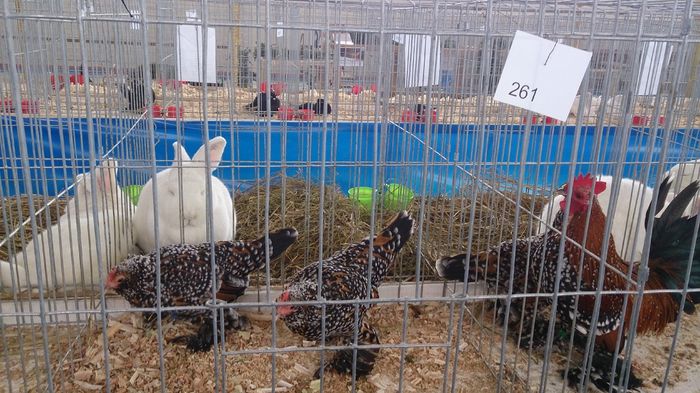 DSC_0335 - Expo Stefanesti 28-1 02 2015