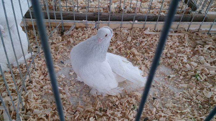 DSC_0389 - Expo Stefanesti 28-1 02 2015