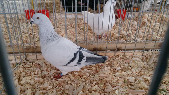 DSC_0393 - Expo Stefanesti 28-1 02 2015