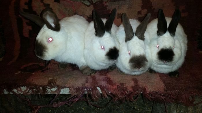 20150209_191724; Masculi de 5 luni
