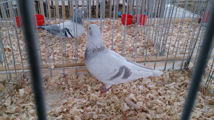 DSC_0399 - Expo Stefanesti 28-1 02 2015