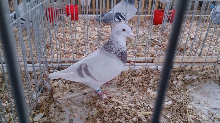 DSC_0401 - Expo Stefanesti 28-1 02 2015