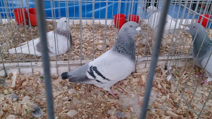 DSC_0409 - Expo Stefanesti 28-1 02 2015