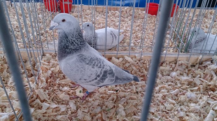 DSC_0413 - Expo Stefanesti 28-1 02 2015