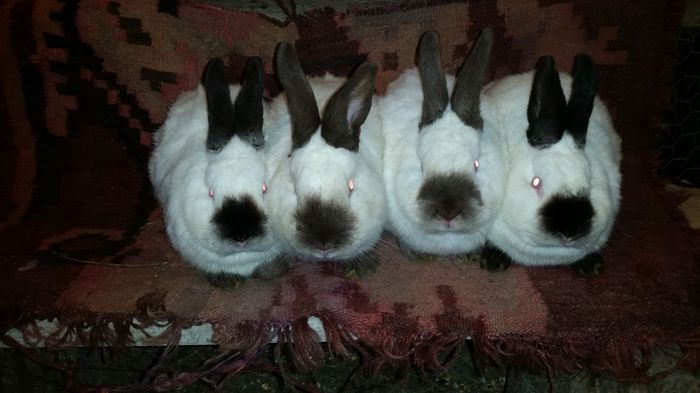 20150209_191807; Masculi de 5 luni
