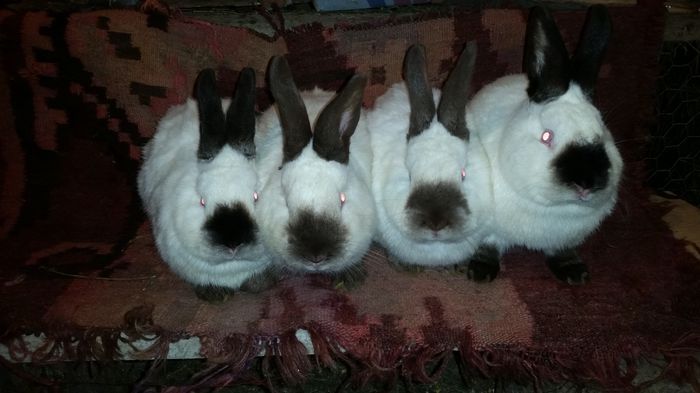 20150209_191810; Masculi de 5 luni
