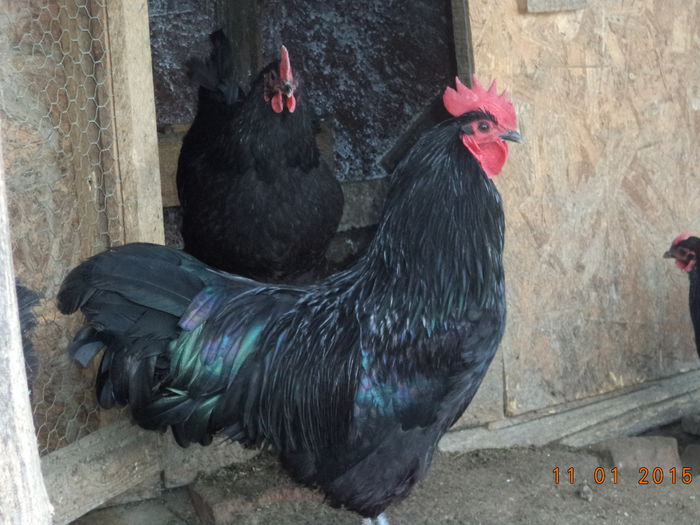 DSC02625 - Vand oua Australorp