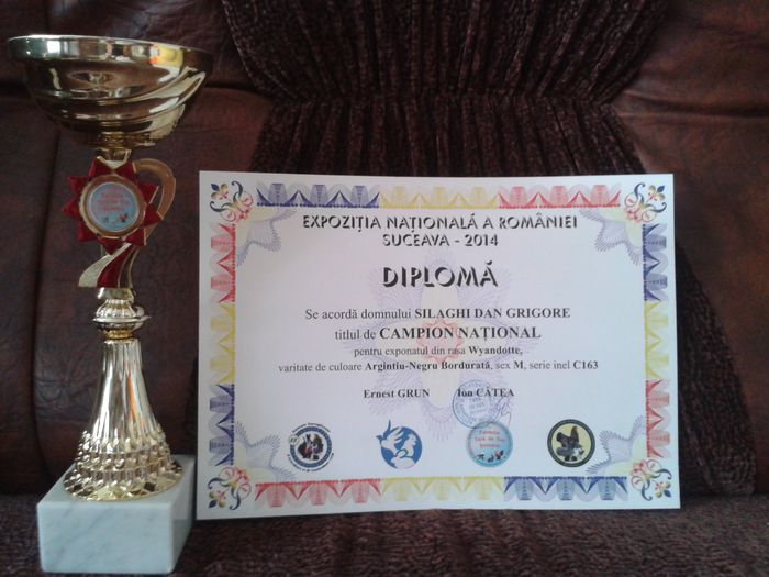 Campion National WYANDOTTE ARGINTIU M Suceava noi.2014 - A CUPE si DIPLOME