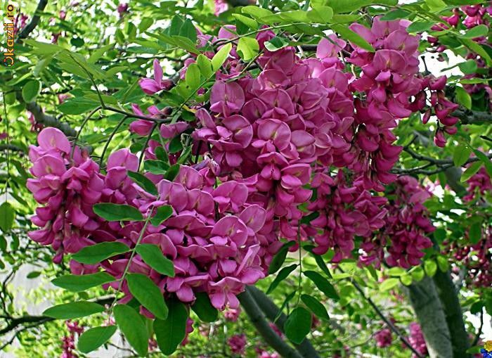 robinia-hispida....