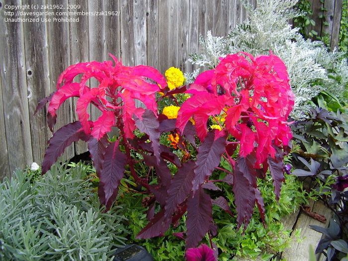 Amaranthus tricolor Early Splendor.