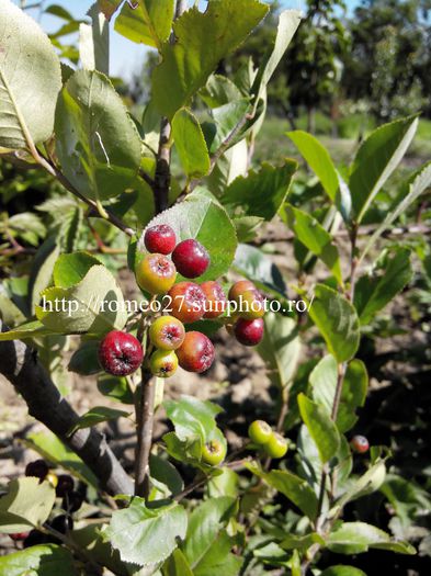 2014713164637 - Aronia Nero