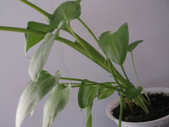 Se intinde la lummina