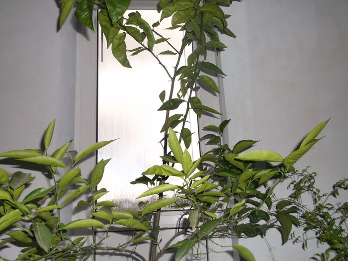 Astept cu nerabdare sa vina primavara sa-l scot afara  in soare direct