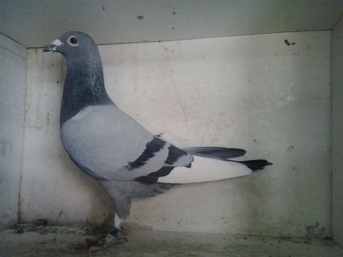 loc 15 finala columbodromu Honest Race