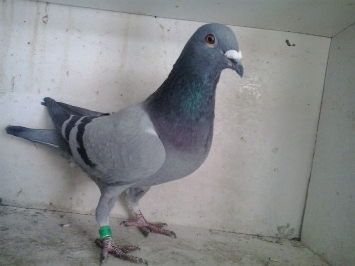 zburat la columbodromu din Mangalia