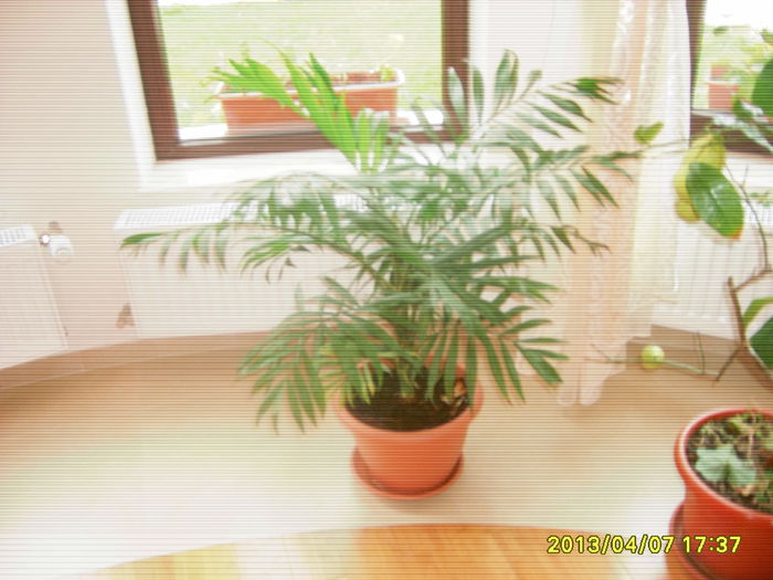 S5000080 - fLORILE    LUI   TEO