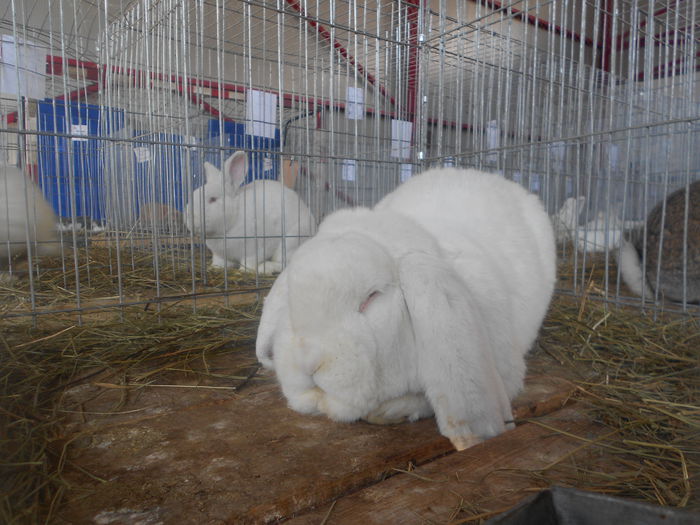 DSCN5864 - 03 Expozitia judeteana Maramures 2015