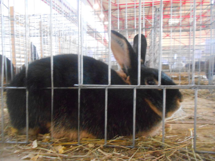 DSCN5871 - 03 Expozitia judeteana Maramures 2015