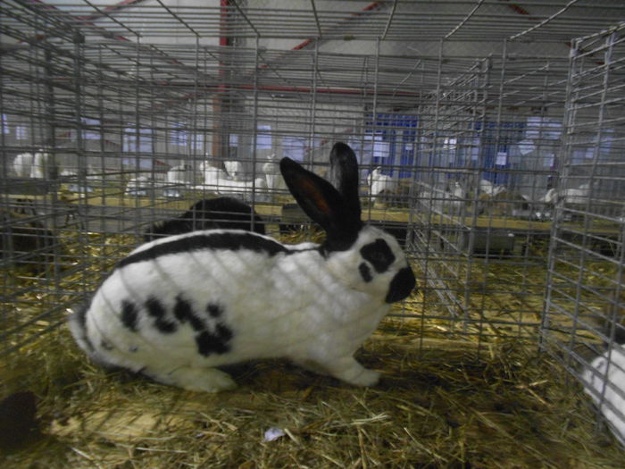 DSCN5905 - 03 Expozitia judeteana Maramures 2015