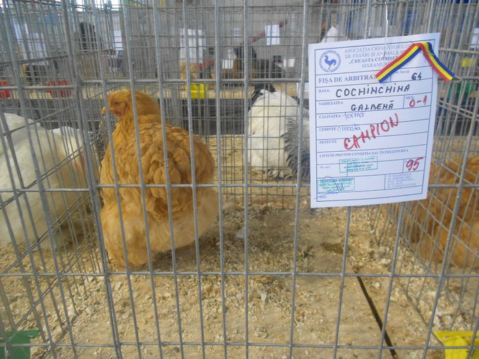 DSCN5991 - 03 Expozitia judeteana Maramures 2015