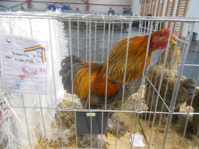 DSCN6004 - 03 Expozitia judeteana Maramures 2015