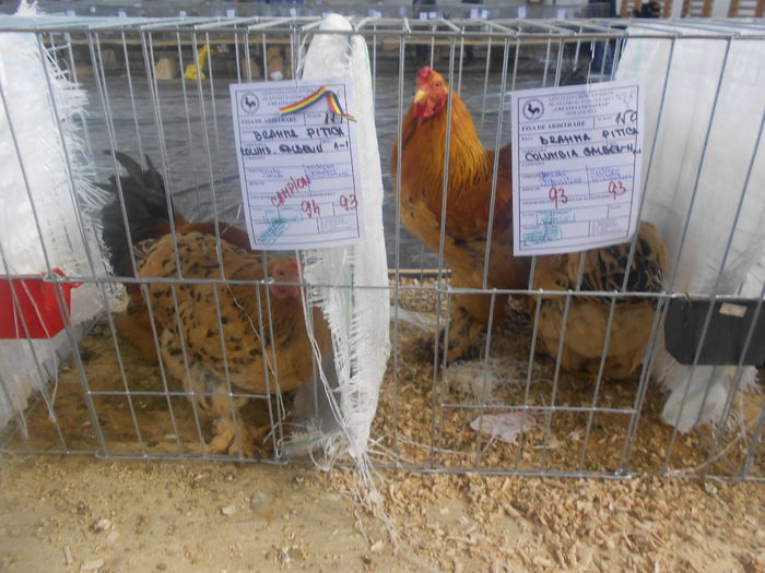 DSCN6005 - 03 Expozitia judeteana Maramures 2015
