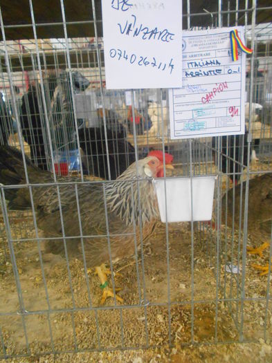 DSCN6006 - 03 Expozitia judeteana Maramures 2015
