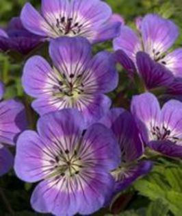 geranium sweet heidi