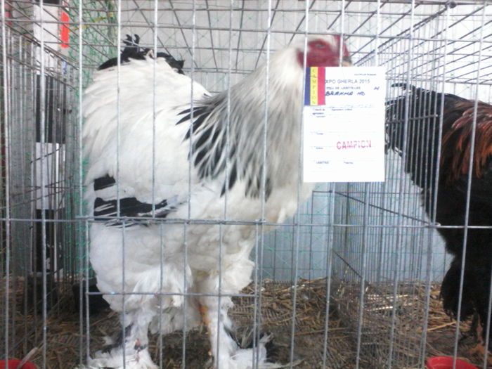 IMG_20150207_165333 - BRAHMA HERMINAT DESCHIS