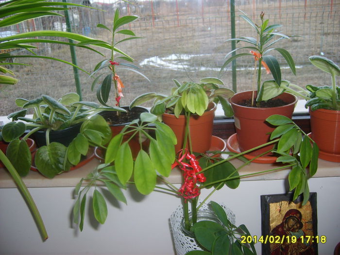 S5000301 - fLORILE    LUI   TEO
