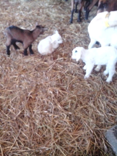 IMG_20150210_133240 - Primele minuni din 2015 si am inceput in forta